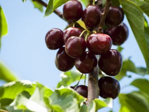 Halfstam dikke Kersenboom