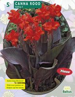 Zomer Bloembollen Canna donkerroodblad, Rood per 3 - Baltus