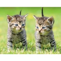 3D koelkast magneetje met 2 kittens - thumbnail