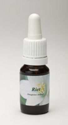 Riet