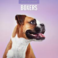 Boxer Kalender 2026