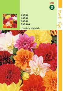 Dahlia Variabilis Unwin S Hybride Gemengd - Hortitops