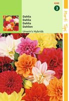 Dahlia Variabilis Unwin S Hybride Gemengd - Hortitops
