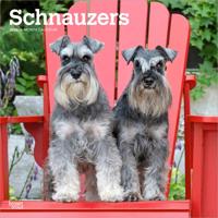Schnauzer Kalender 2026