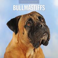 Bullmastiff Kalender 2026