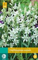 Ornithogalum nutans 12 bollen - Jub