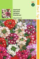 HT Verbena, Ijzerhard Ideal Florist gemengd - Hortitops - thumbnail