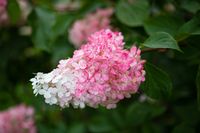 Pluimhortensia - thumbnail