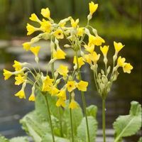 Moerassleutelbloem (Primula florindae) moerasplant - 6 stuks - thumbnail