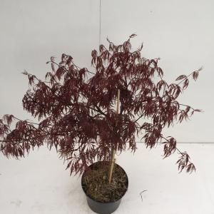 Japanse esdoorn (Acer palmatum "Inaba Shidare") heester - 30-40 cm - 1 stuks