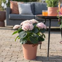 Hydrangea Magical Revolution - Hortensia - Roze - P14