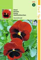 Zaden Viola Viool Avondrood Hortitops - Hortitops