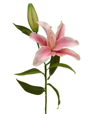 Lelie kunsttak Deluxe 55 cm roze