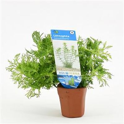 Limnophila sessiliflora - 10 stuks - aquarium plant