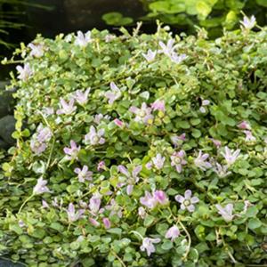 Moerings Anagallis tenella - Teer guichelheil