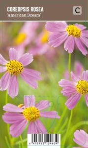 Vips Coreopsis rosea American Dream - Meisjesogen