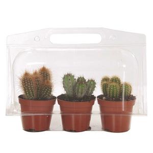 Cactus in blister (per 3 verpakt) P 9 cm