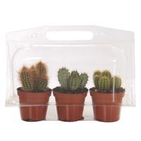 Cactus in blister (per 3 verpakt) P 9 cm