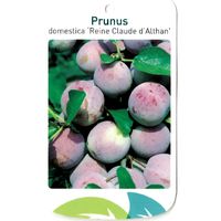 Prunus Domestica Reine Claude d Althan - Oosterik Home