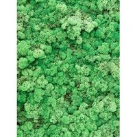 Rendiermos Gras Groen bulk 0,45 m2 gepreserveerd mos - thumbnail