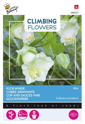 Flowering climbers cobaea wit - Buzzy