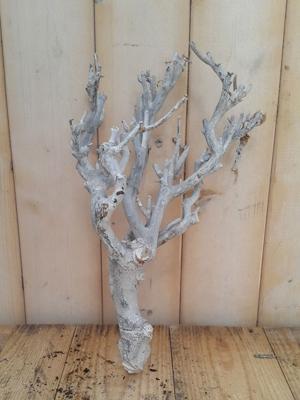 Decoratie tak wit 20 tot 30 cm - Warentuin natuurlijk