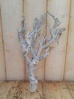 Decoratie tak wit 20 tot 30 cm - Warentuin natuurlijk