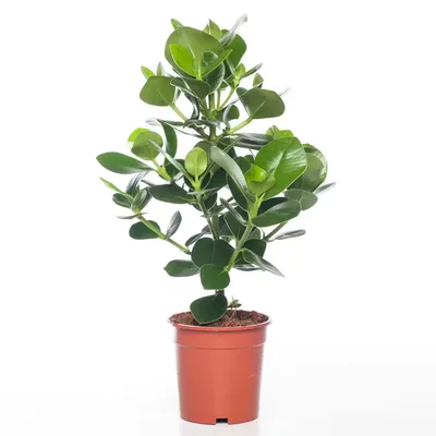 Kamerplant Clusia Rosea Princess