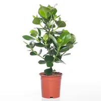 Kamerplant Clusia Rosea Princess Kamerplant Clusia Rosea Princess
