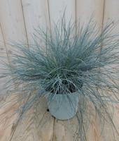 Blauw Schapegras - Warentuin natuurlijk