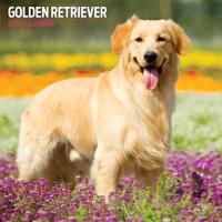 Golden Retriever Kalender 2026