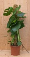 Monstera gatenplant op mosstok kamerplant potmaat 22 cm H60-80 cm Warentuin Natuurlijk - Warentuin natuurlijk