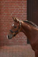 Veulenhalster topline zwart