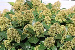Skimmia