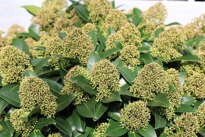 Skimmia