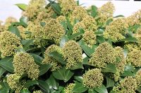 Skimmia