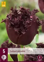 X 5 Tulipa Labrador