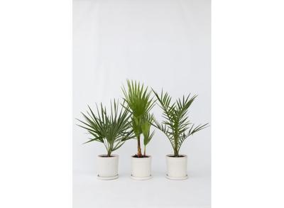 Outdoor Palmmix - mix van 3