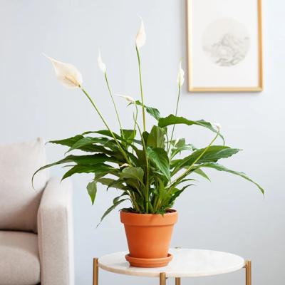 plantje.nl Lepelplant Spathiphyllum, Bloeiende kamerplanten, Kleine planten, Kantoorplanten, Groene Kamerplanten, Luchtzuiverende planten, Woonkamer,