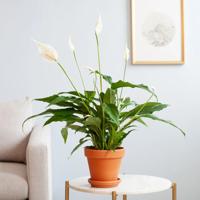 Spathiphyllum - Lepelplant - P12