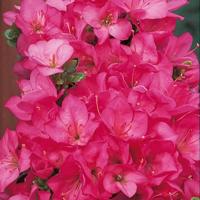 Azalea japonica &apos;Anouk&apos;