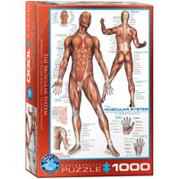 Eurographics puzzel The Muscular System - 1000 stukjes