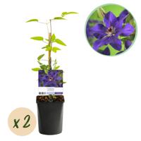 Green boutiQ - Klimplant - Clematis The President - Bloem Roze - Weinig onderhoud -2 planten - Pot 11cm Hoogte 40cm Green boutiQ - Klimplant - Clematis The President - Bloem Roze - Weinig onderhoud -2 planten - Pot 11cm Hoogte 40cm