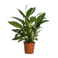Spathiphyllum Vivaldi - Ø17cm - ↕70cm Spathiphyllum Vivaldi - Ø17cm - ↕70cm