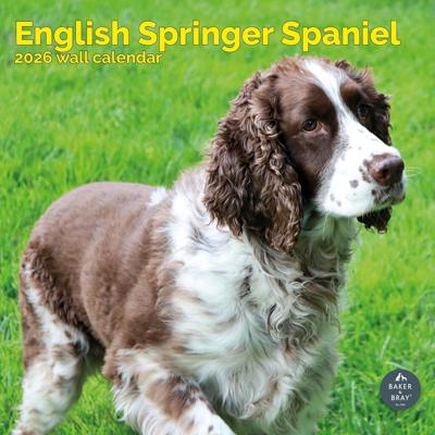 Engelse Springer Spaniel Kalender 2026