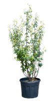Tibetaanse sierkers meerstammig Prunus serrula 162,5 cm - Warentuin Natuurlijk