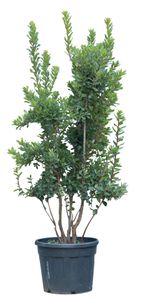 Aardbeienboom meerstammig Arbutus Unedo 162,5 cm - Warentuin Natuurlijk