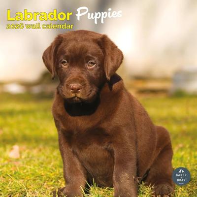 Labrador Retriever Puppies Kalender 2026