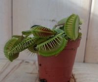 5 stuks! Vleesetende plant Mascotte Venusvliegenvanger Dionaea mini - Warentuin Natuurlijk