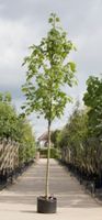 Gewone esdoorn Acer pseudoplatanus h 450 cm st. omtrek 16 cm - Warentuin Natuurlijk - thumbnail